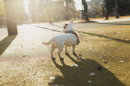 可爱的杰克罗素狗围巾在秋季公园复制空间和空白处行走的后视肖像。