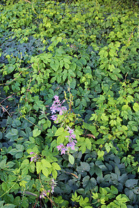 Borango officinalis - 绿色背景中的蓝色琉璃苣花和芽