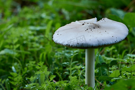 森林里的小野蘑菇