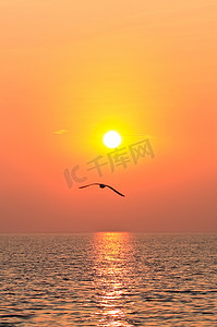 海滩飞鸟摄影照片_夕阳下的飞鸟