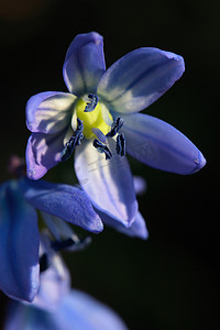 海贼王本子摄影照片_西伯利亚海贼 (Scilla siberica)