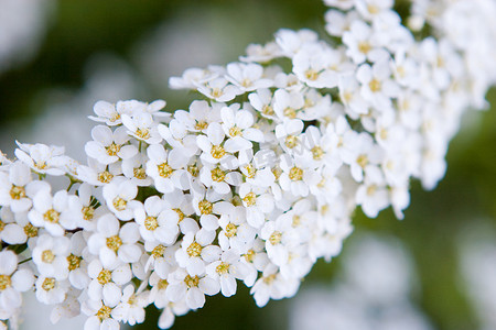 白色的小花
