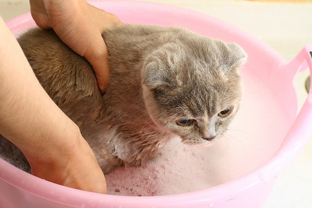 洗猫