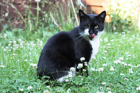 黑白猫咪摄影照片_坐在草地上的黑白猫