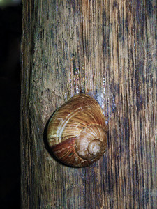 蜗牛，螺旋