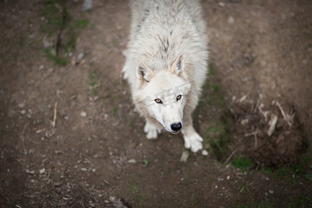 北极狼 (Canis lupus arctos) 又名北极狼或白狼 -