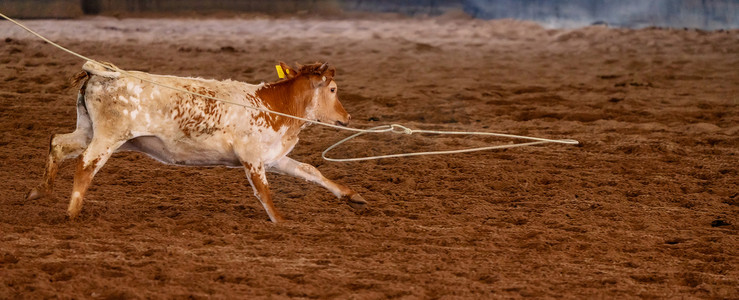 小牛脖子上挂着绳子奔跑