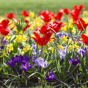 公园里五颜六色的春天的花朵