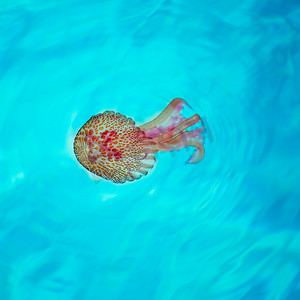 发光的水母摄影照片_碧绿海水中的地中海淡紫色水母