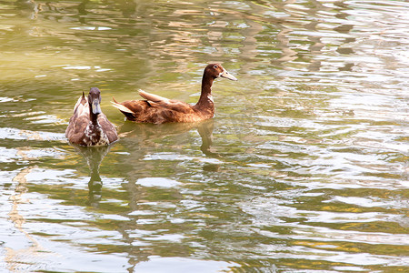 两只鸭子游泳