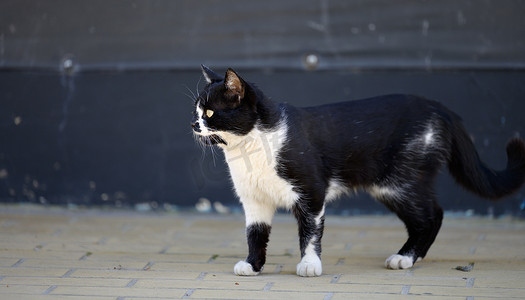 一个春日，黑白无家可归的流浪猫在街上走来走去