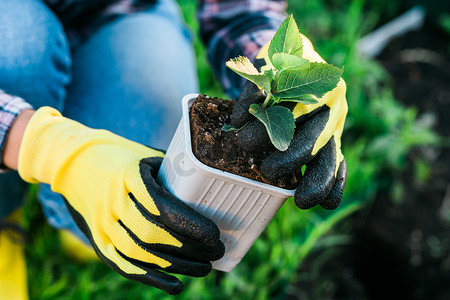 小菜园摄影照片_戴着手套的女园丁的手拿着小苹果树的幼苗，准备把它种在地上。