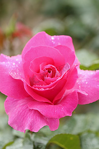 玫瑰花水滴摄影照片_有水滴的桃红色玫瑰花卉植物