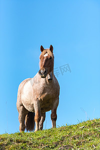 漂亮的马字摄影照片_安道尔卡尼略田野马匹乡村舞台