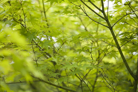 日本绿枫叶，东方生动的主题