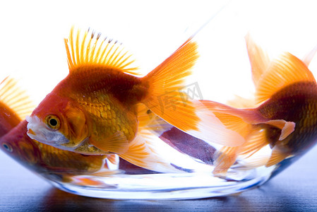 水族鱼缸摄影照片_水族馆里的金鱼用水