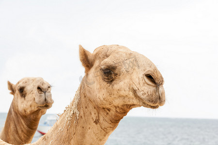 行走的骆驼摄影照片_大海上的两个骆驼头
