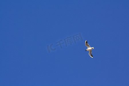 猫咪免费摄影照片_蓝天飞翔的鸟