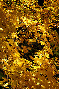 风树叶风摄影照片_秋天的落叶