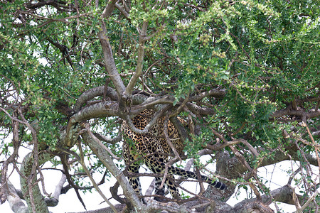 五只动物摄影照片_一只豹子舒适地栖息在树枝之间