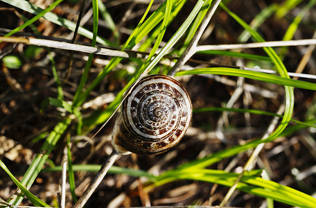草地俯视图摄影照片_蜗牛盘绕在草地上的壳