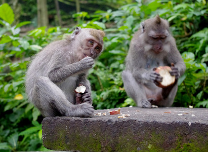 巴厘语摄影照片_两只猴子吃