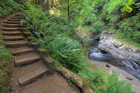 Sweet Creek Falls Trail 瀑布旁的木台阶
