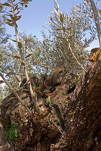超过百年的橄榄树树干细节，哈恩，西班牙