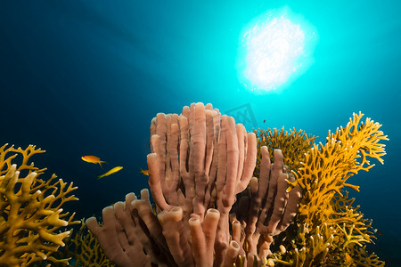 回弹海绵摄影照片_红海中的殖民管海绵 (siphonochalina siphonella)。