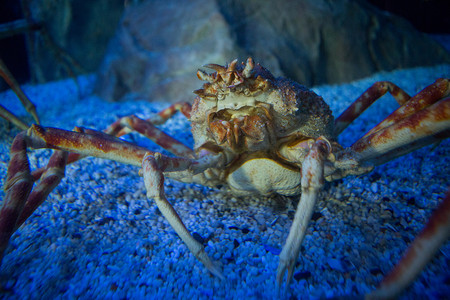 看照相机的坦克的大螃蟹