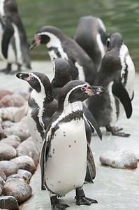 南极地区的麦哲伦企鹅
