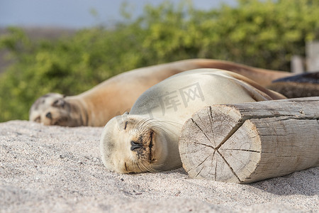 沙滩上的海狮躺在加拉帕戈斯群岛的沙滩上 — 可爱的动物
