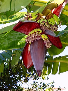 天宝香蕉摄影照片_香蕉棕榈。