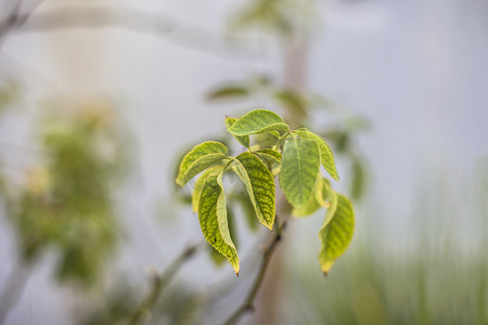 玫瑰花或罗莎花新叶的特写镜头以及其他绿色植被的模糊背景。