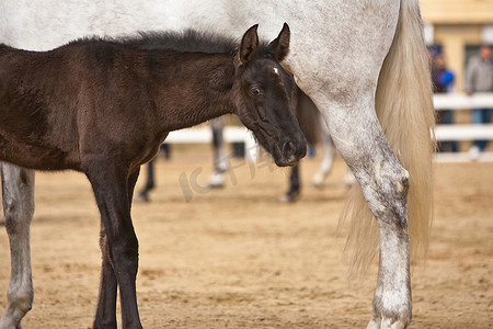 在西班牙安达卢西亚哈恩省安杜哈尔举行的马术比赛中，母马和一匹小马