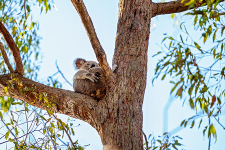 澳大利亚考拉坐在树上拥抱它的乔伊