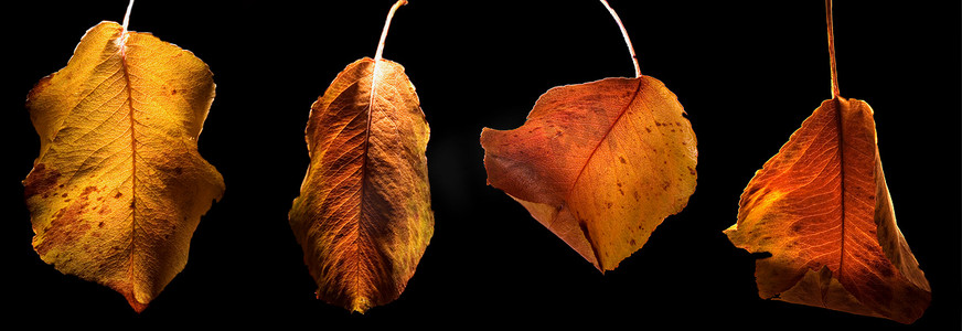 脉络叶子摄影照片_秋天的叶子和颜色