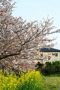 日本花园中的樱花 (Sakura)