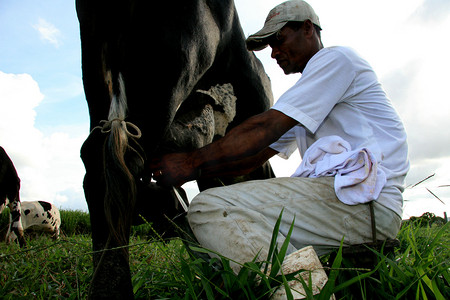 在巴伊亚州的一个农场人工挤奶