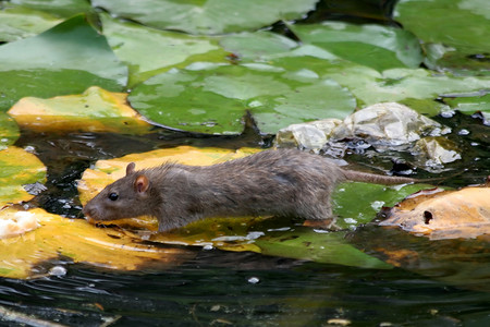 水中百合叶上的老鼠