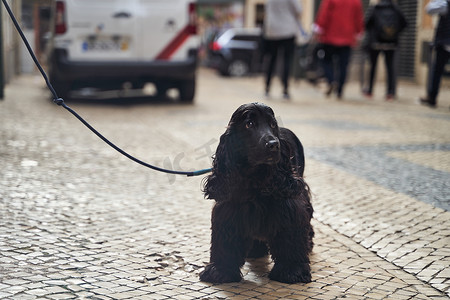 黑色可​​爱的英国猎犬拴在皮带上。