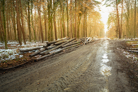 波兰东部森林中的泥泞道路，树木被砍伐