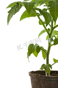 降解摄影照片_可生物降解泥炭盆中的新番茄植株