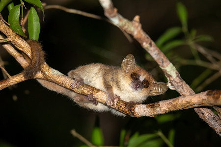 一只小老鼠狐猴在晚上从树枝上往下看