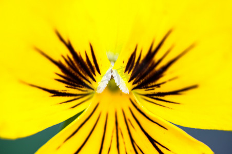 黄色三色堇花（Viola tricolor）