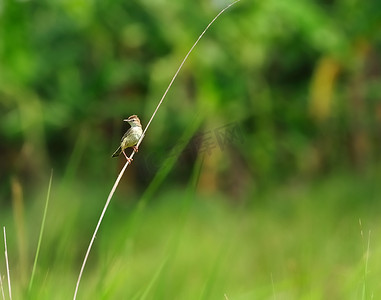 一只小鸟，Zitting Cisticola，草叶，栖息，多风