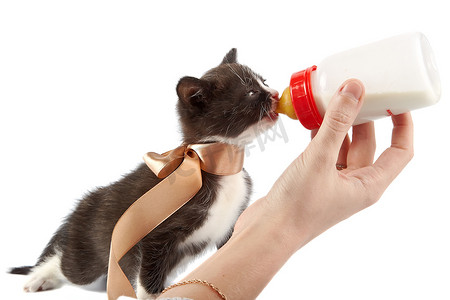 用小瓶子喂养小猫