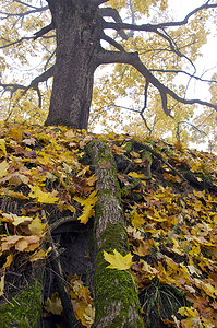 公园和树叶中的老秋枫树根