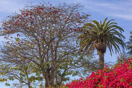 红珊瑚树 Palms 树 Bougainvillea Santa Barbara California