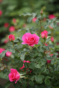 花卉植物摄影照片_红玫瑰花卉植物